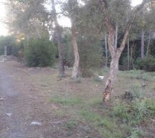 Une s&eacute;rie de photos de notre terrain