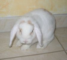 Polochon... notre petit lapin nain bélier... arrivé ce jour dans notre famille