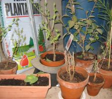 Plantation en attente de la fin du travail sur le terrain... figuier, camellia, rosier, hortensia, forsytia, mimosa... les fruitiers seront plantés en automne