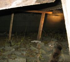 Savez-vous au bout de combien de temps les étais sous plancher doivent être retirés?
Il me semble avoir entendu dire qu'il n' y avait pas besoin d'étais avec l'usage de ces poutrelles...