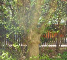 [Etat des lieux : AVANT]

Le jardin

D'ailleurs si en passant, quelqu'un est capable d'identifier cet arbre. J'ai fait le tour des pépinières du coin : personne ne sait.
Pour info, il dépasse la maison, perd ses feuilles en hiver, il n'y aucun fruit/fleur.