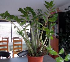 Un peu de verdure