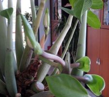 Un peu de verdure
