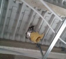 Conduit VMC vers cuisine