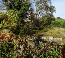 Terrain avant défrichage