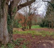 Le Terrain, bon il y as quelque arbres &agrave; abattre :-)