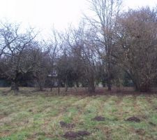 Avant l'abattement des arbres