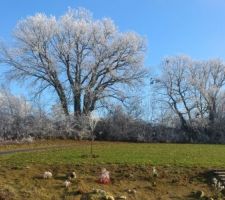 Vue de notre cuisine ou du salon le 31 décembre 2014 avec la végétation en train de dégeler... que c'est beau la campagne !