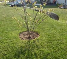 Un arbre de Judée vient  de prendre sa place, superbe au printemps j'espère qu'il nous ravira pour longtemps !
