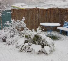 Notre petit jardin méditerranéen sous la neige