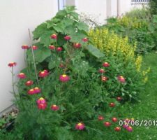 Jardin-terrasse -fleurs