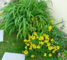 Jardin-terrasse -fleurs