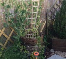 Jardin-terrasse -fleurs