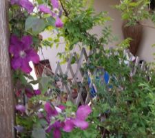 Jardin-terrasse -fleurs