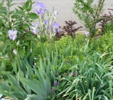 Jardin-terrasse -fleurs