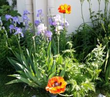 Jardin-terrasse -fleurs