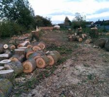 Abbattage des arbres