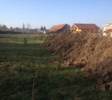 La haie planter au printemps dernier commence a bourgeonné
