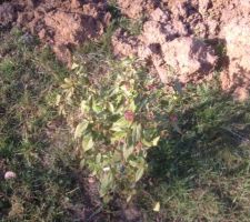 La haie planter au printemps dernier commence a bourgeonné