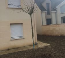 Autre vue de l'albysia pleureur (obligation de la mairie de planter 1 arbre par 100m2 de terrain libre de construction)
photo prise avant la pose de l'arche et du plan de glycine