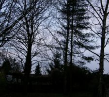 Ces trois arbres du jardin devront &ecirc;tre abattues