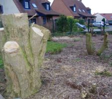 Arbre &agrave; dessoucher! On est le mercredi  f&eacute;vrier 2015!!