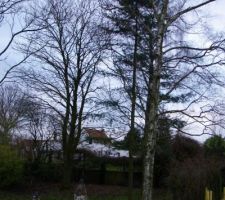 Arbre &agrave; couper! On est le mercredi  f&eacute;vrier 2015!!