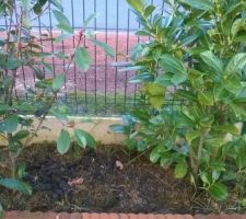 Le laurier palme et le photinia red rodin