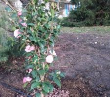 Un autre Camelia, fantastiques fleurs d'hiver