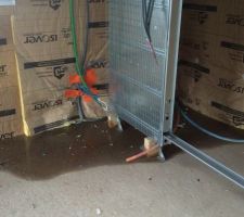 Infiltration d'eau dans la salle d'eau et la chambre du RDC (problème d'étanchéité au niveau du toit plat du carport)