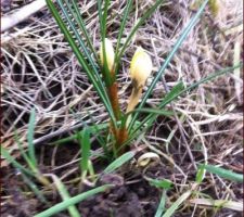 Les premiers crocus de l'année