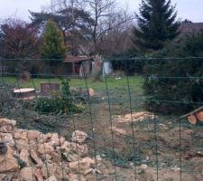 L'abattage mur et Cèdre Février 2015