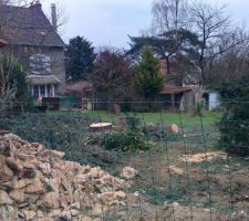 L'abattage mur et Cèdre Février 2015