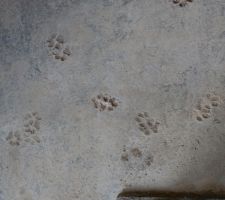 Des chiens ont gravé leurs empruntes dans la dalle !!