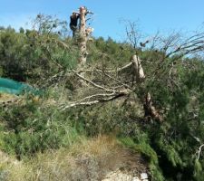 Abbatage des arbres par mes soins