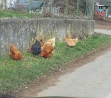 Et encore des voisine