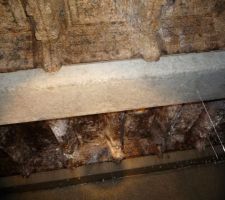 Vide-sanitaire et colonie de champignons avec les hourdis bois qui pourrissent