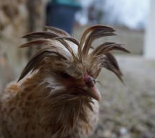 Les nouvelles locataires: une poule Soie (la blanche dont la tête a disparu!) et une poule Padoue