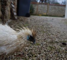 Les nouvelles locataires: une poule Soie (la blanche dont la tête a disparu!) et une poule Padoue