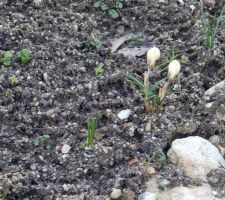 ça pousse !!! dans le massif de bulbes printanniers (en attendant une réflexion pour l'aménagement)