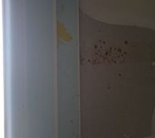 Présence d'humidité dans la chambre du RDC et sur le placo dans l'arrière cuisine
