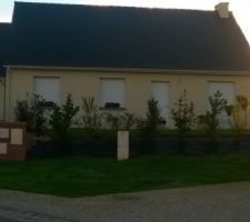 Vue avec quelques arbustes