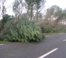 Tempête du 23 Janvier 2009 en Sud Gironde