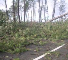 Tempête du 23 Janvier 2009 en Sud Gironde