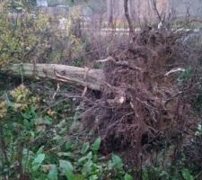 Arbre dessouch&eacute;