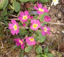 Nos petites fleures 100% sauvage