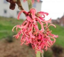 Hamamelis Ruby Glow