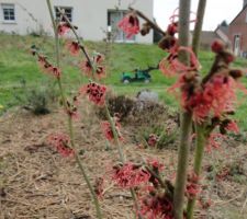 Premières fleurs fin janvier, l'hamamelis Ruby Glow