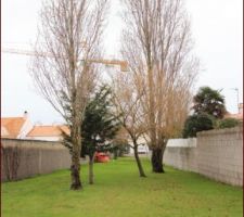 Quelques uns des arbres &agrave; abattre