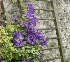 Clematite ville de lyon